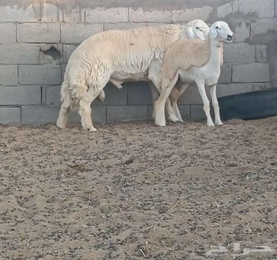 ( تم البيع) ثني جرم فاخر من حلال الصياد في أملج 0
