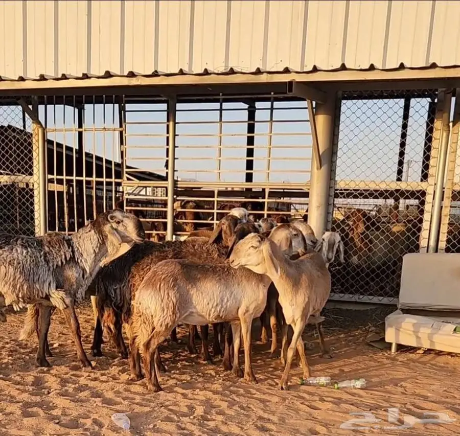 غنم سواكن 3