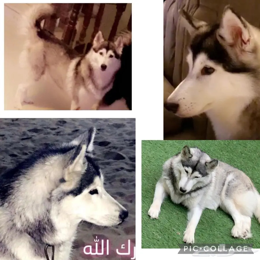 كلاب هاسكي بيور 1