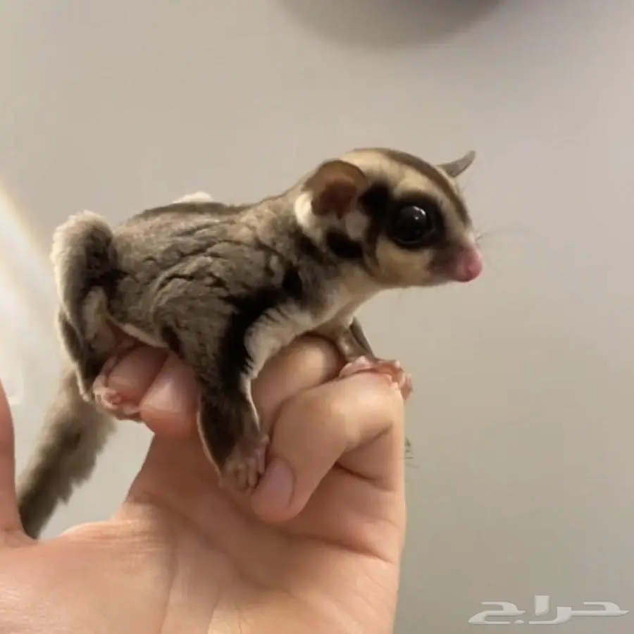 أزواج سنجاب الطاير للبيع جمله قطاعي 0