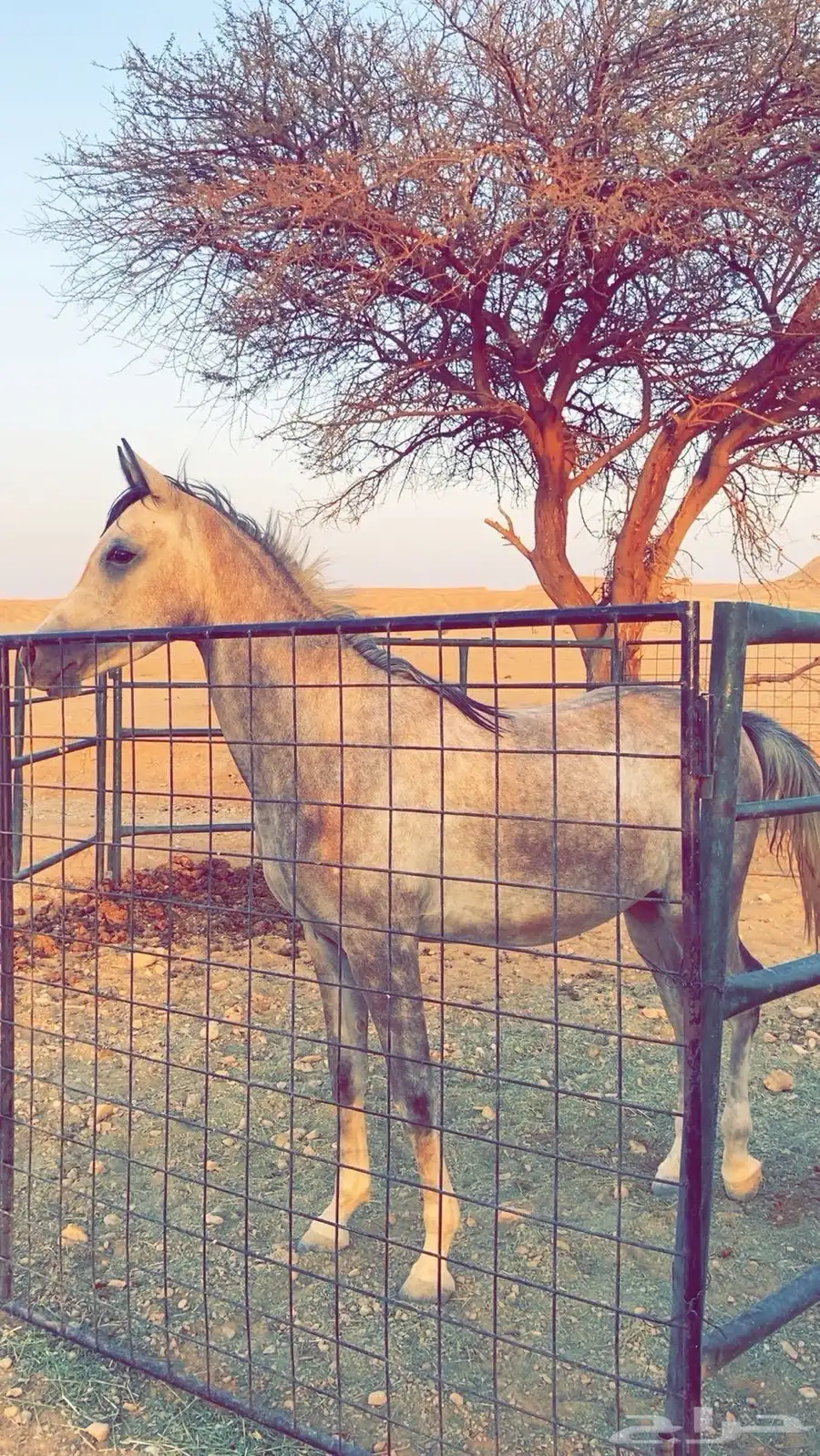 مهره شعبيه 0