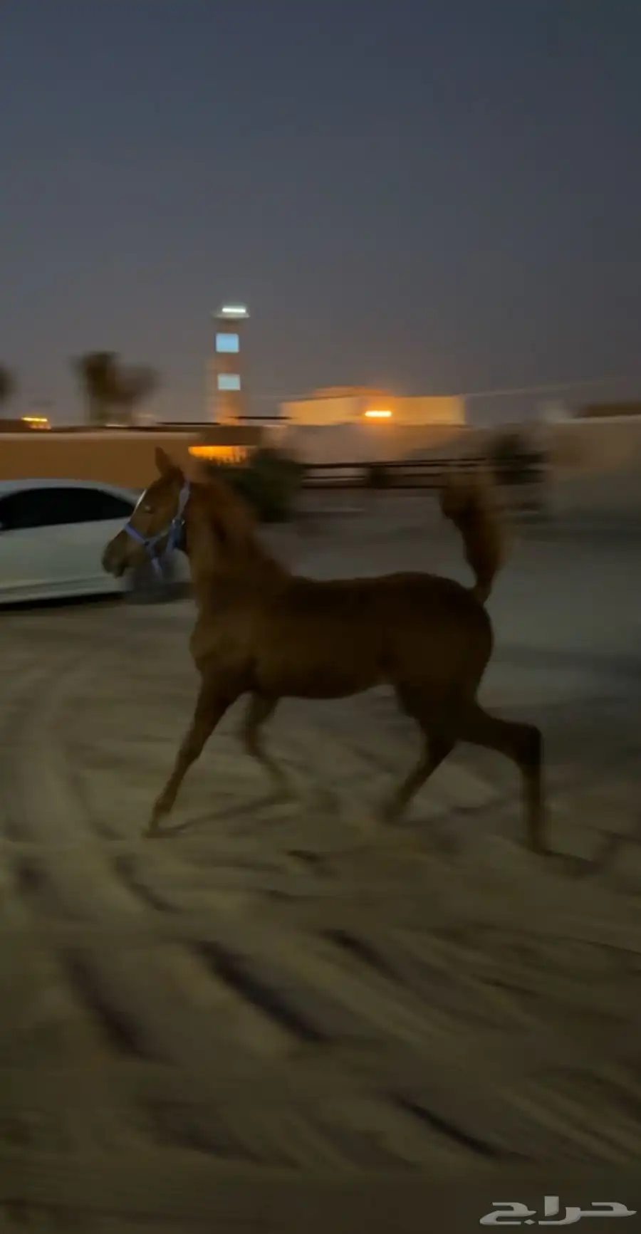 فرس شعبيه شيخه معها مهر 2