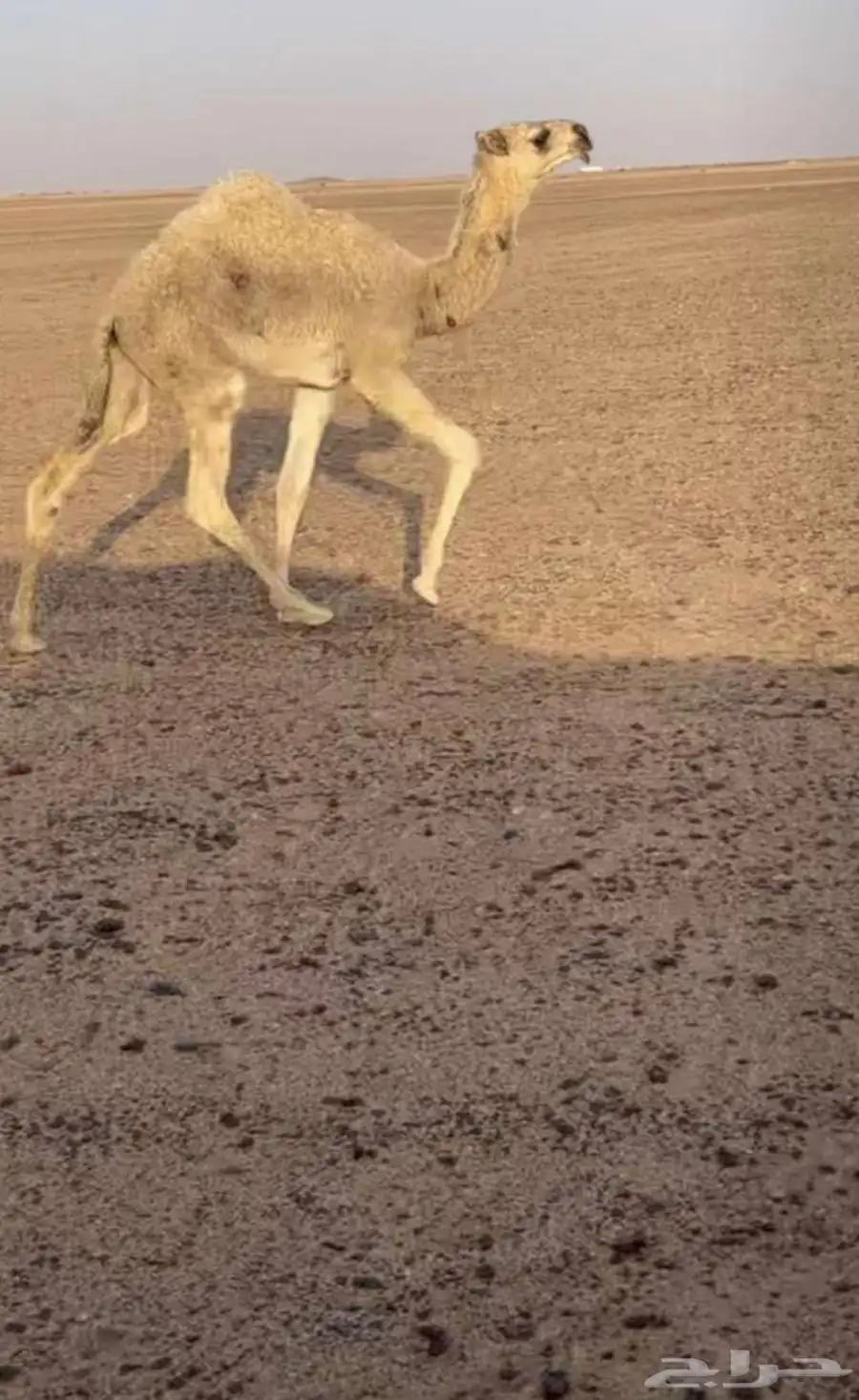 بكره وضحى كفو كفو. 0