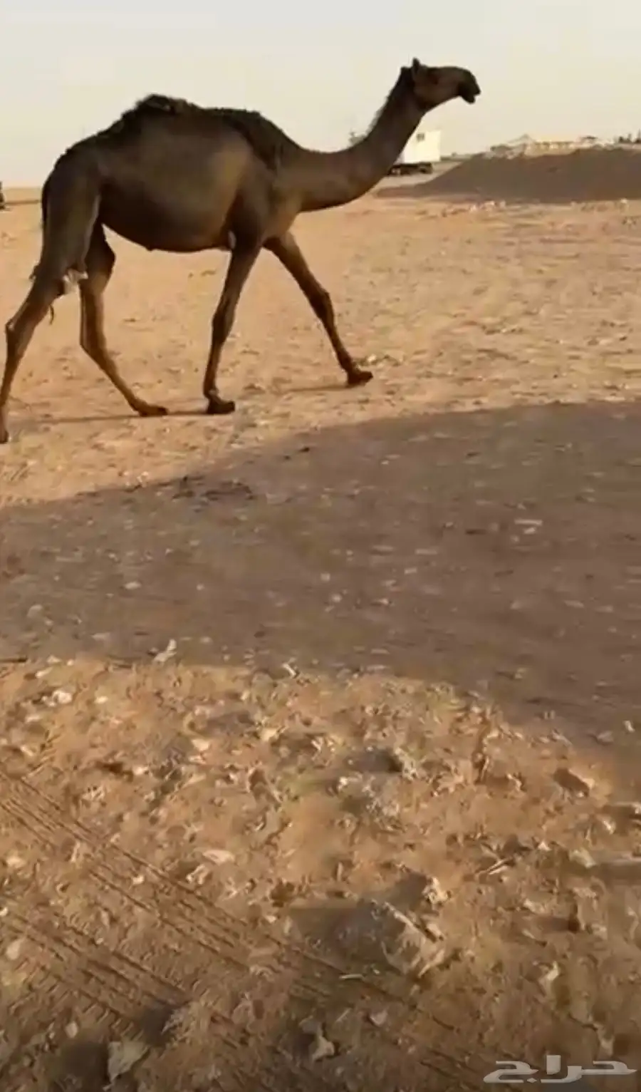 حقه على سليمان ال بادي الصخابره 2