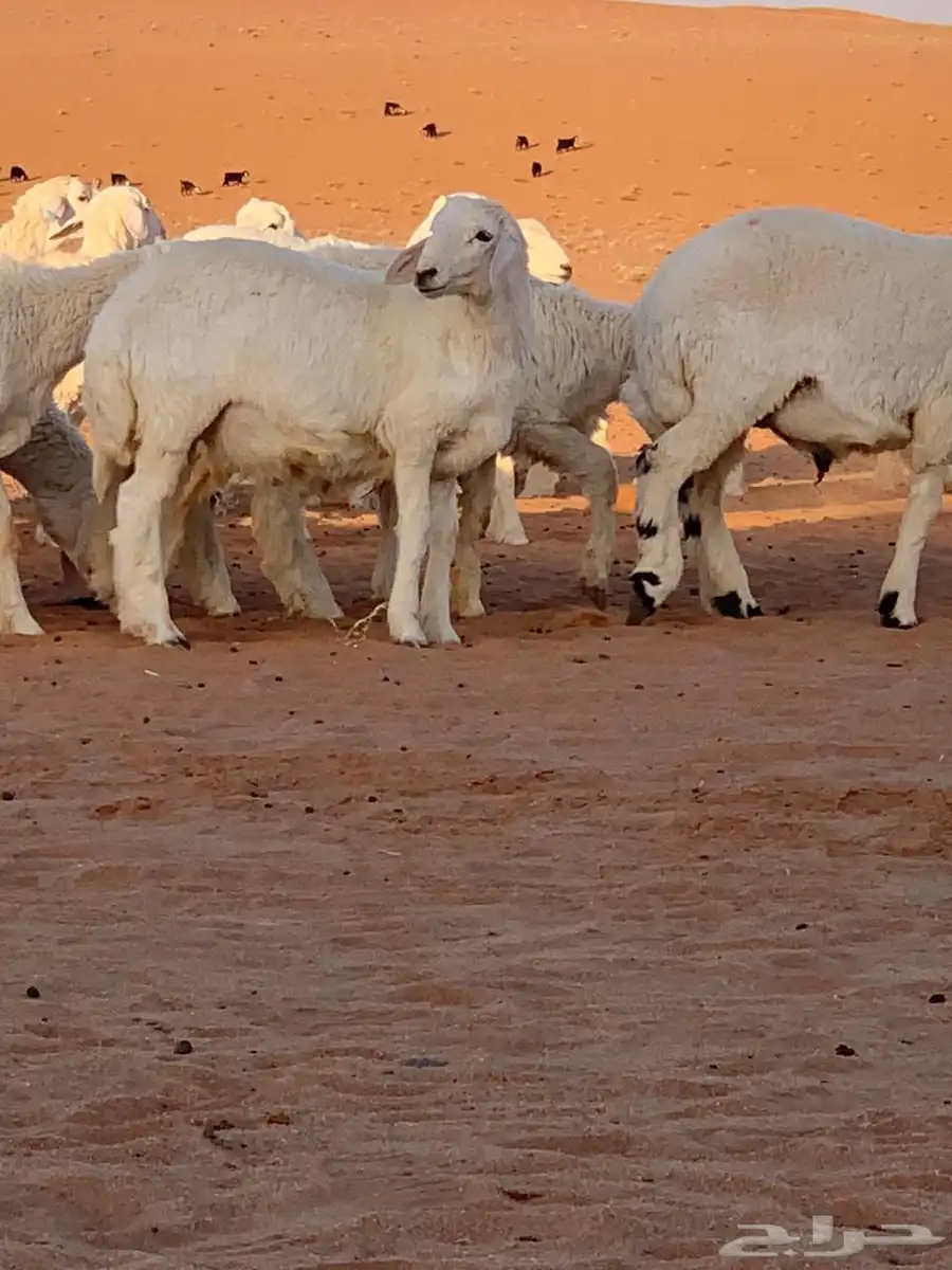 خرفان ورخال طيبه وجزله 0