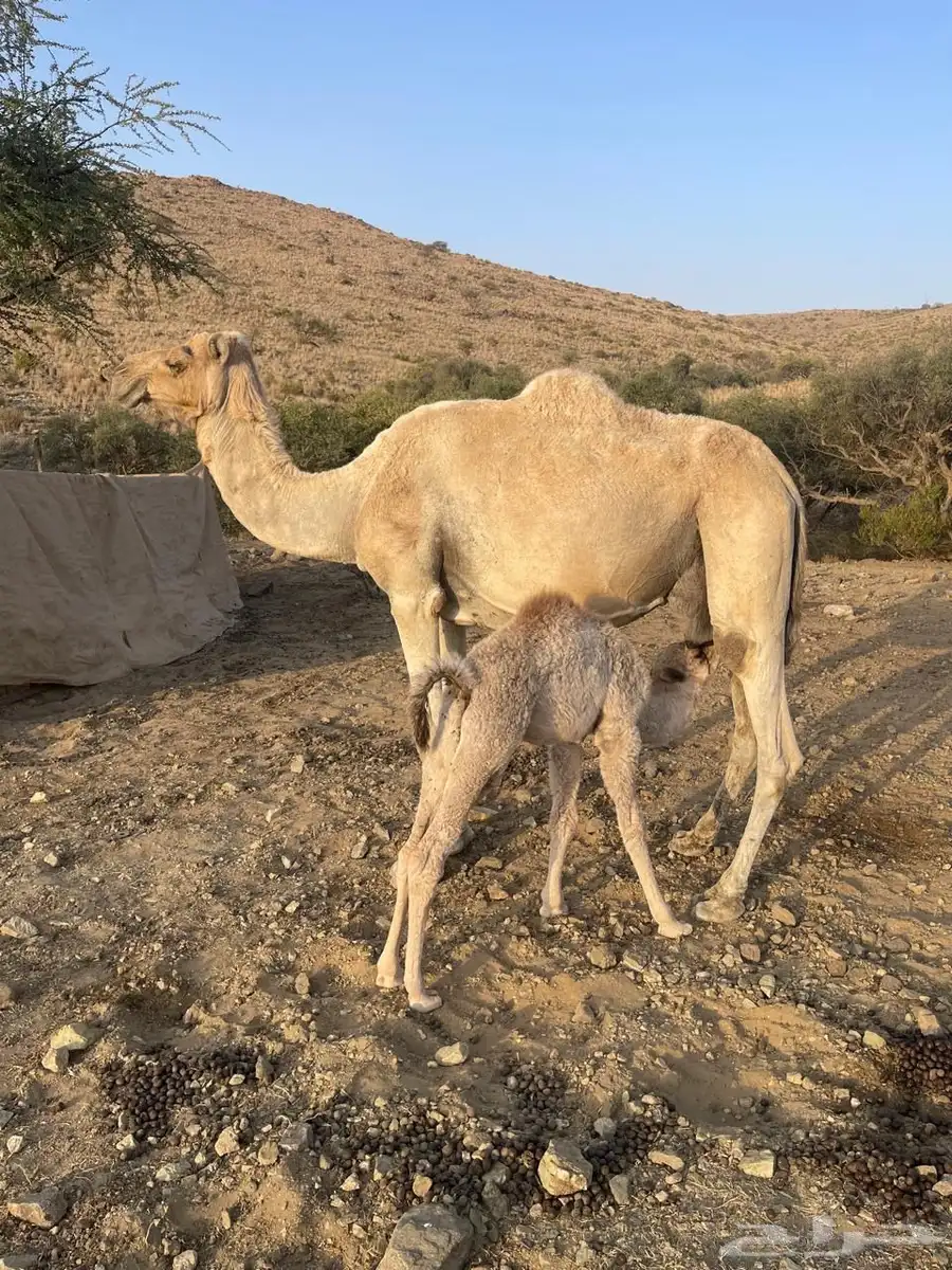 ناقتين خلفات معها قعود وبكرة 5