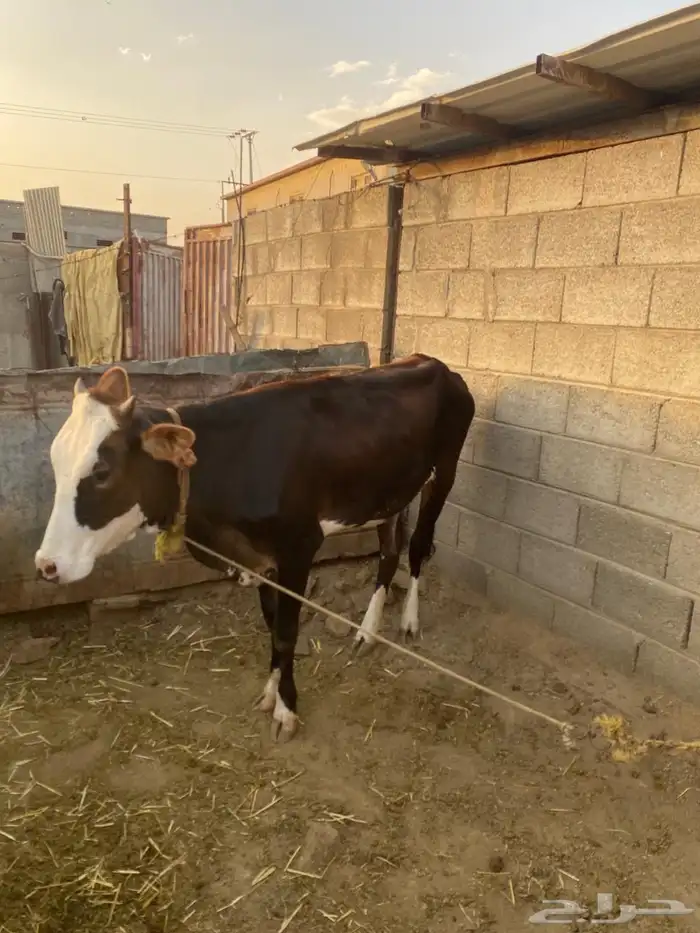 حسايل كفو مهجنه من الألماني والسويسري والبلدي 0