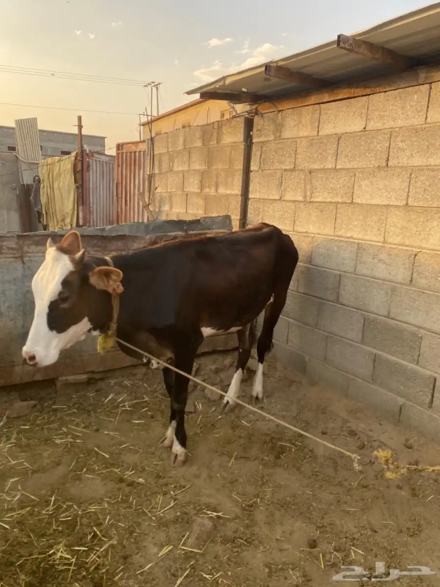 حسايل كفو مهجنه من الألماني والسويسري والبلدي 0