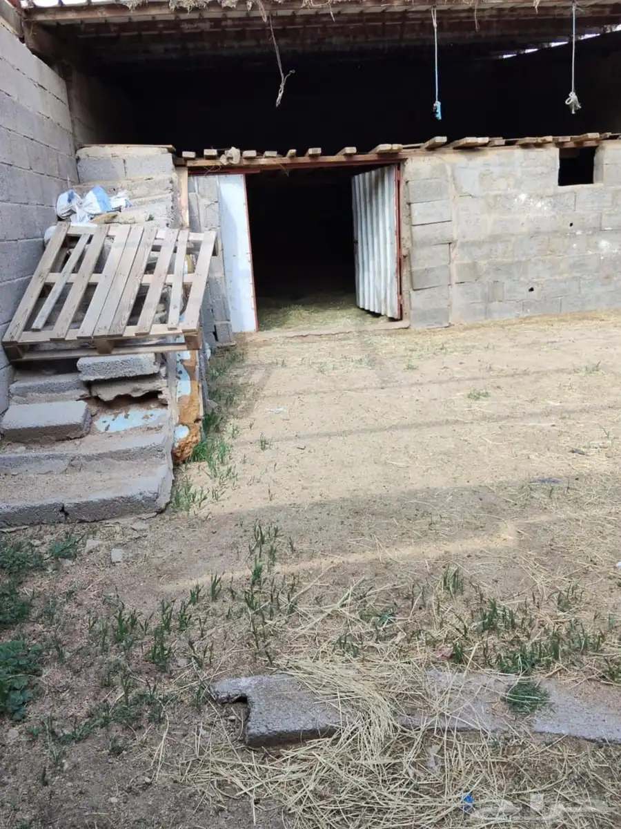 حوش شبك غنم للايجار في سوق أبها المواشي 2