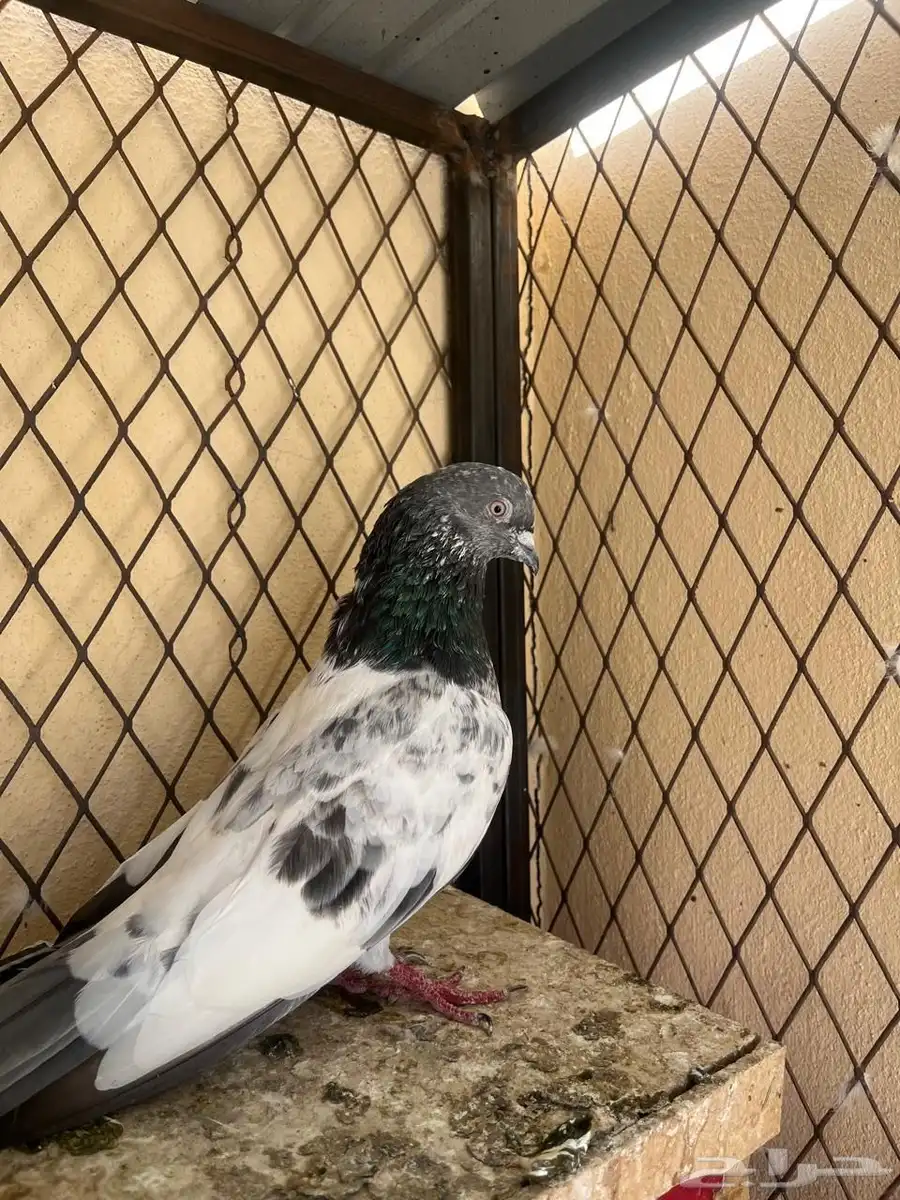 حمام للبيع 1