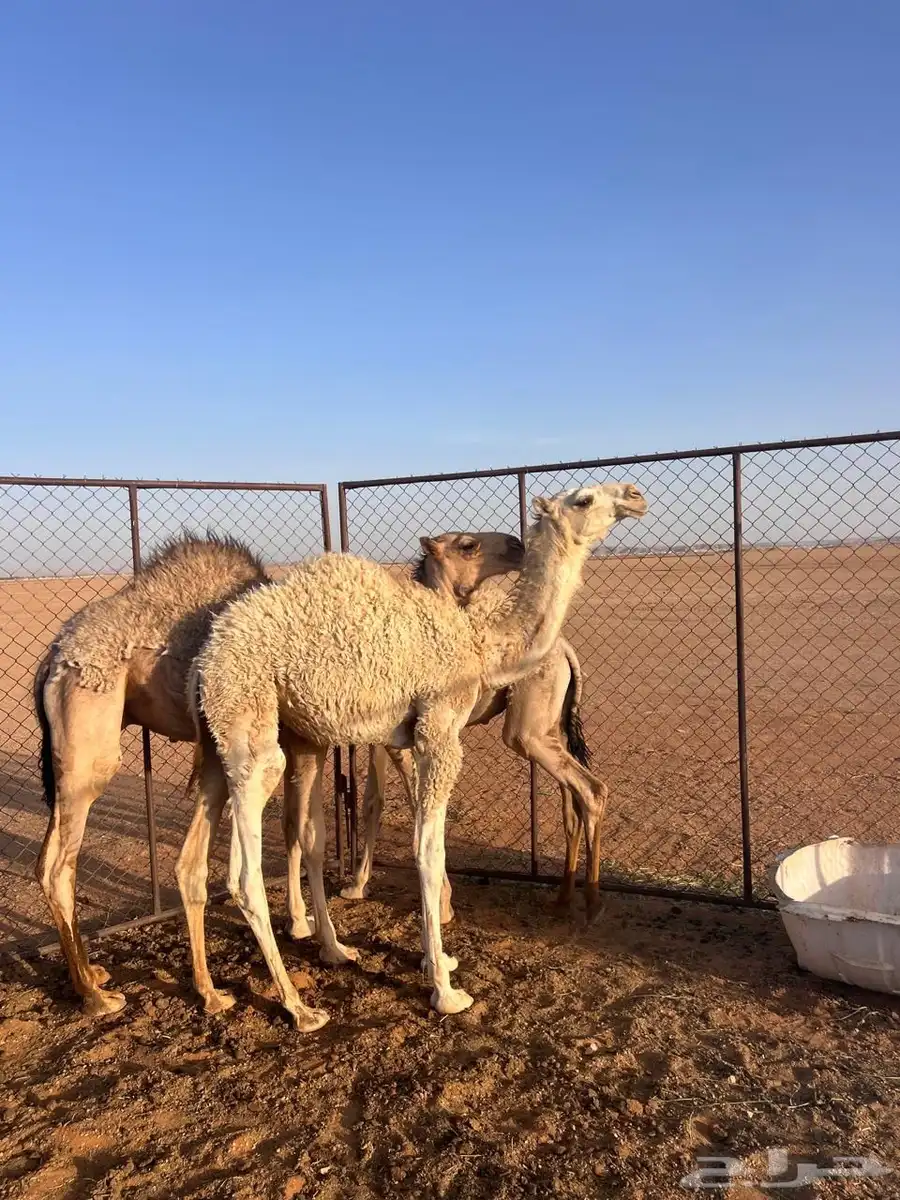 للبيع قعود اوضح 3