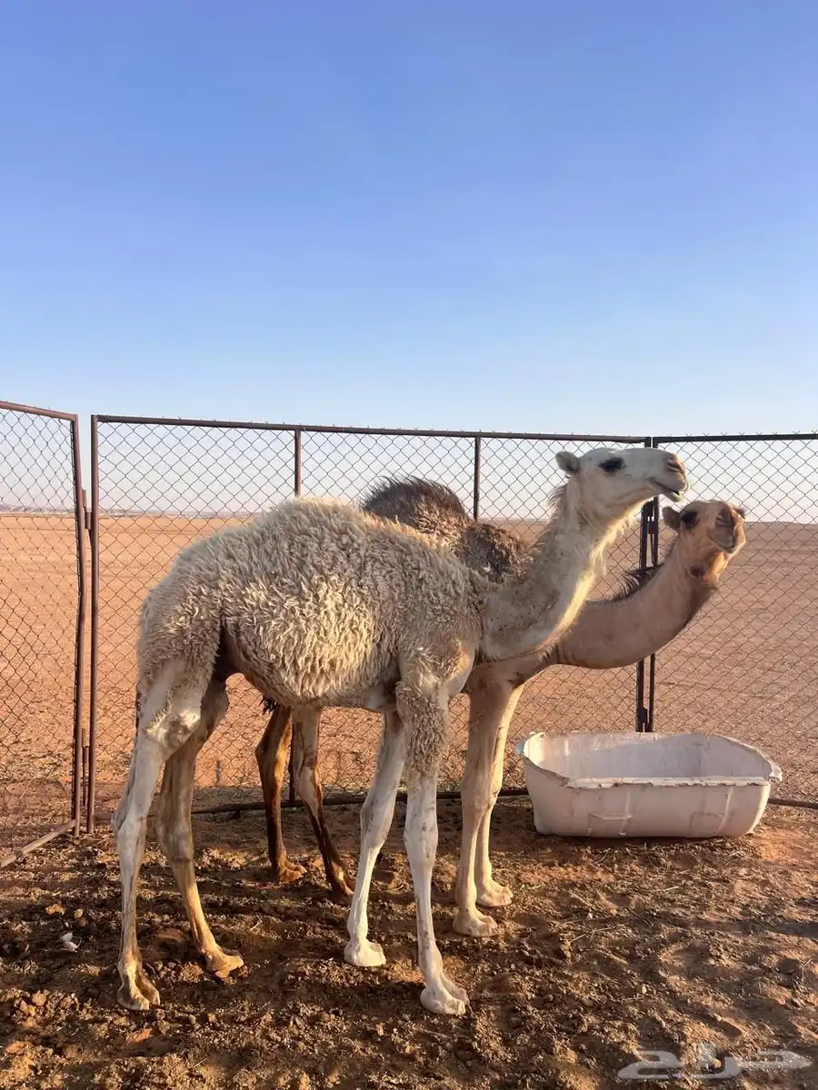 للبيع قعود اوضح 2