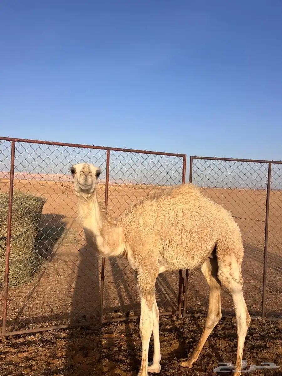 للبيع قعود اوضح 0
