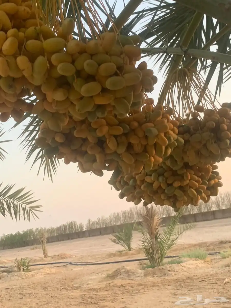 تمر خلاص الخرج 0