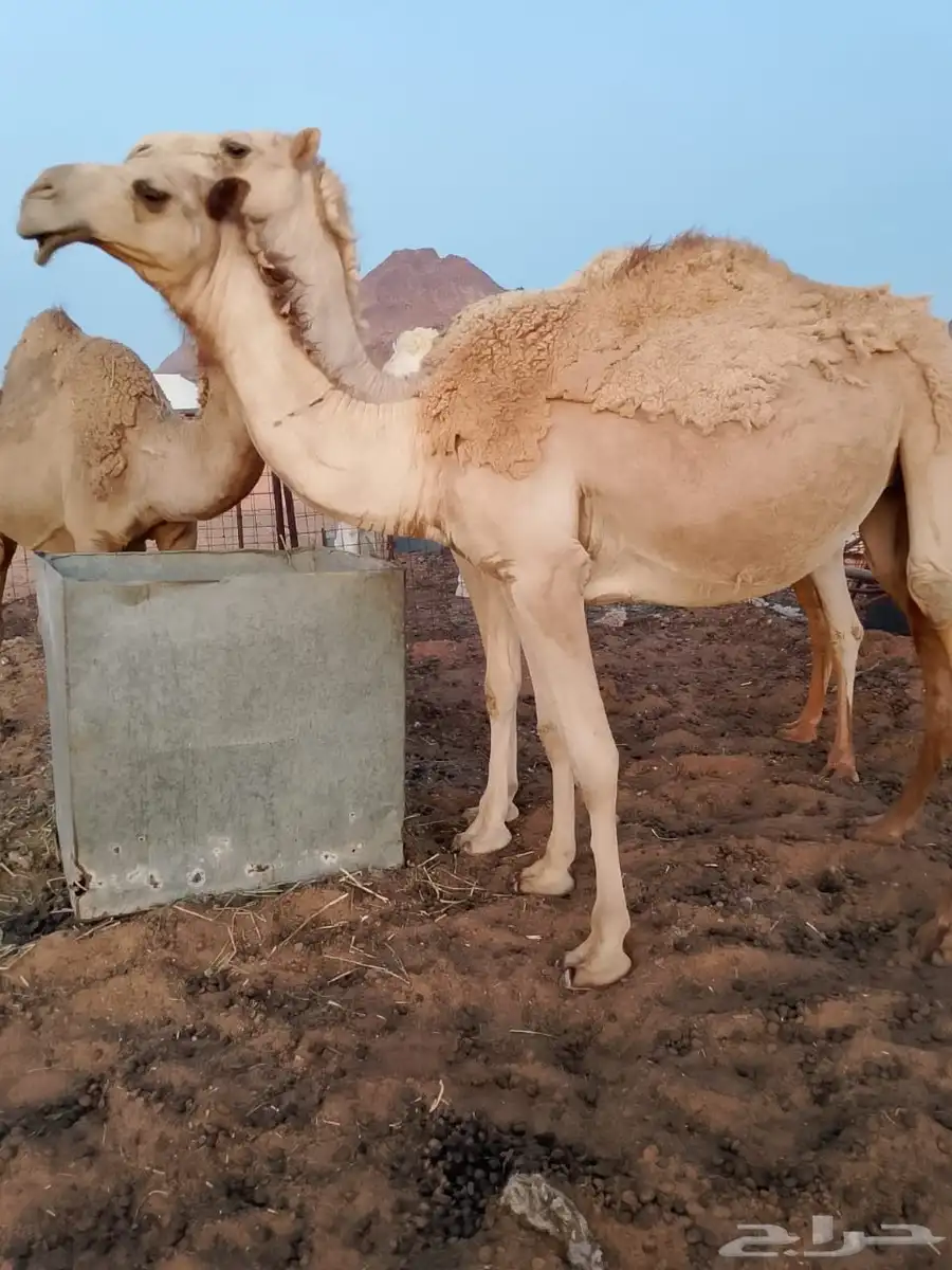 للبيع نياق بالفحل 6