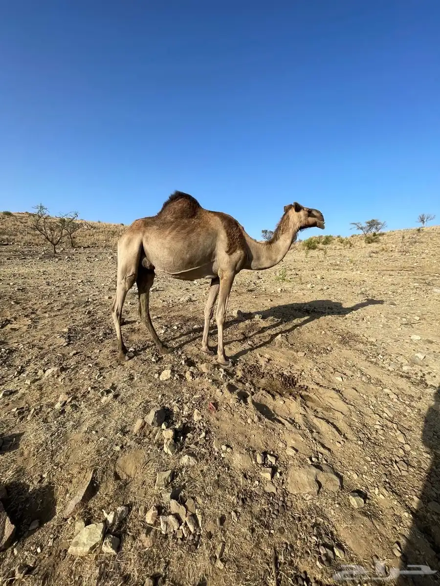 ناقتين خلفات معها قعود وبكرة 4