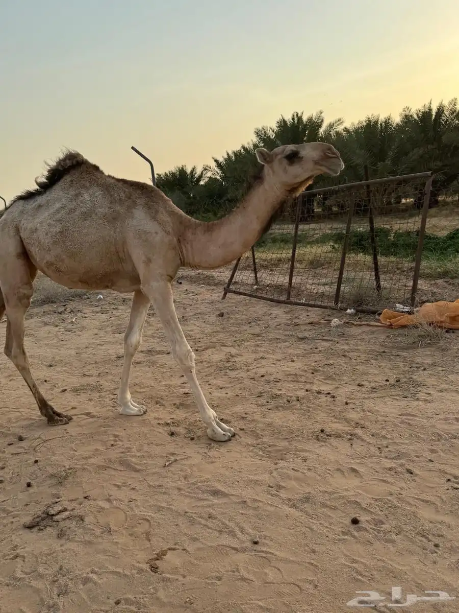 مفروده بنت بعير المشوح الدوسري ولد الحاكم 0