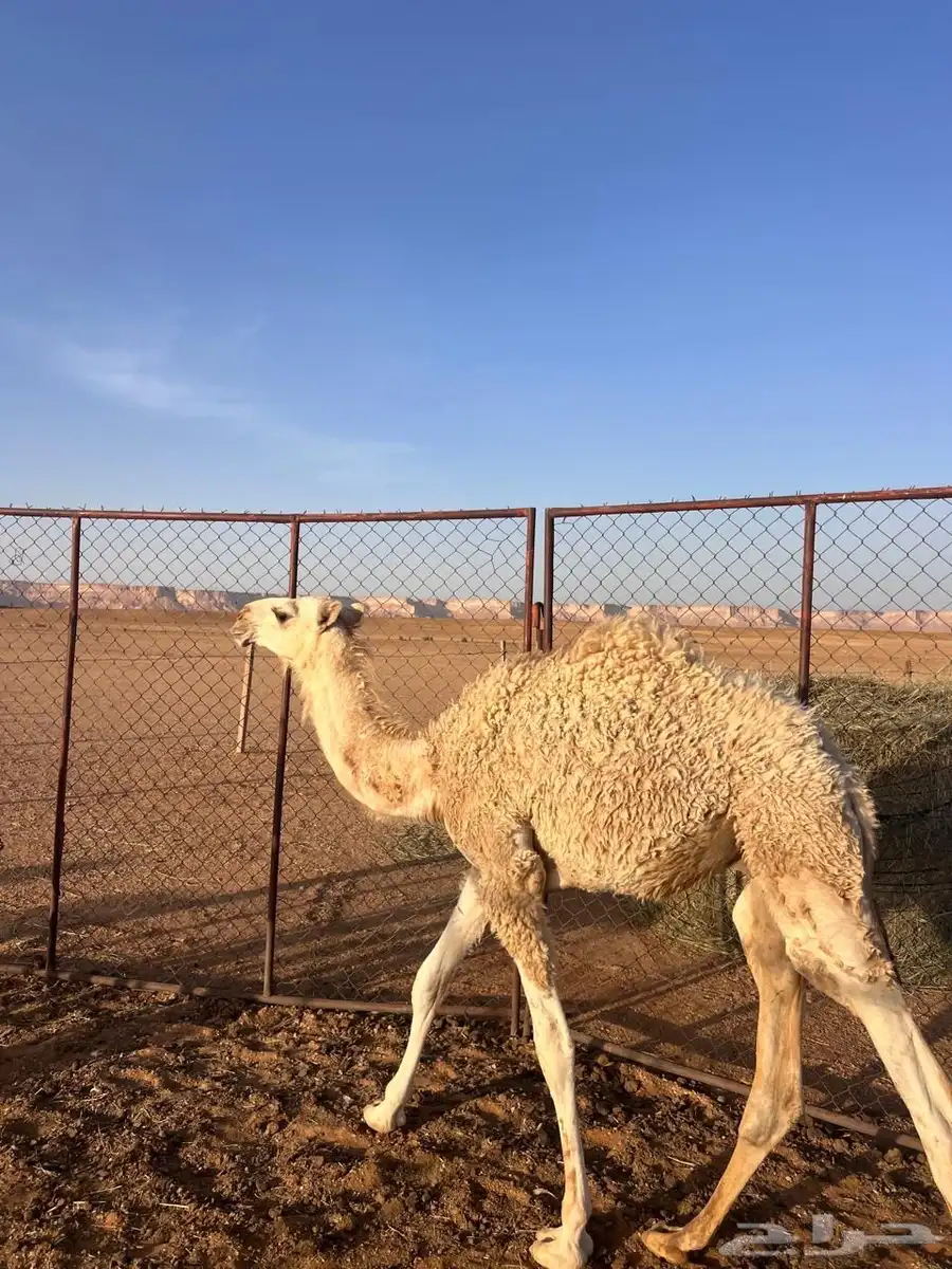 للبيع قعود اوضح 1