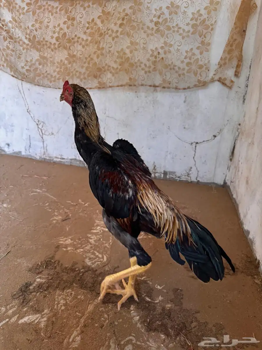 شامو ياباني 0