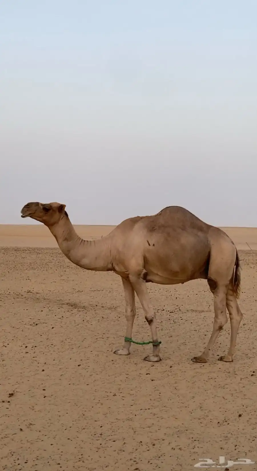 للبيع هجن مع الفحل 0