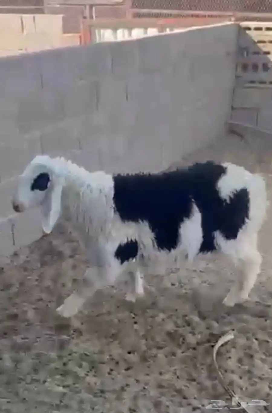 طلي جذع طيب هجين نجدي بحري 0