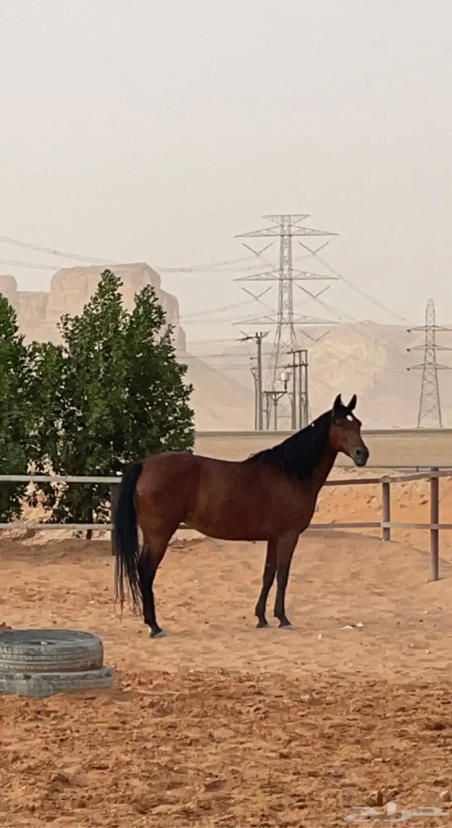 فرس شعبيه 6