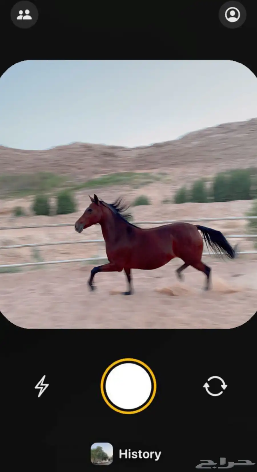 فرس شعبيه 3