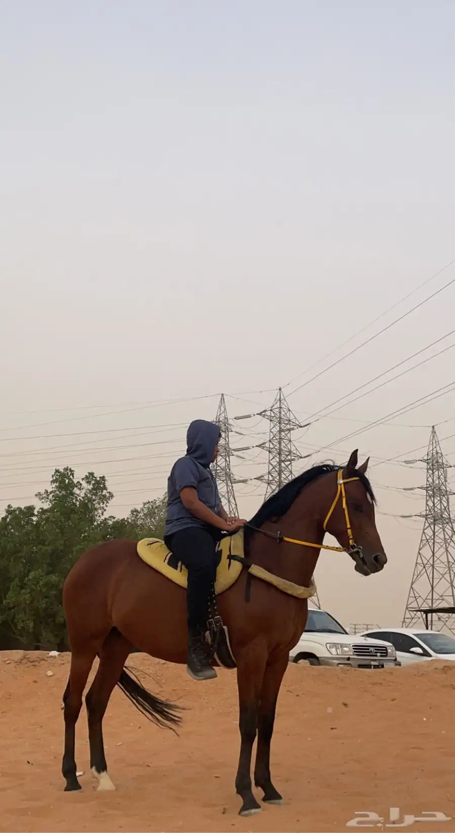 فرس شعبيه 7
