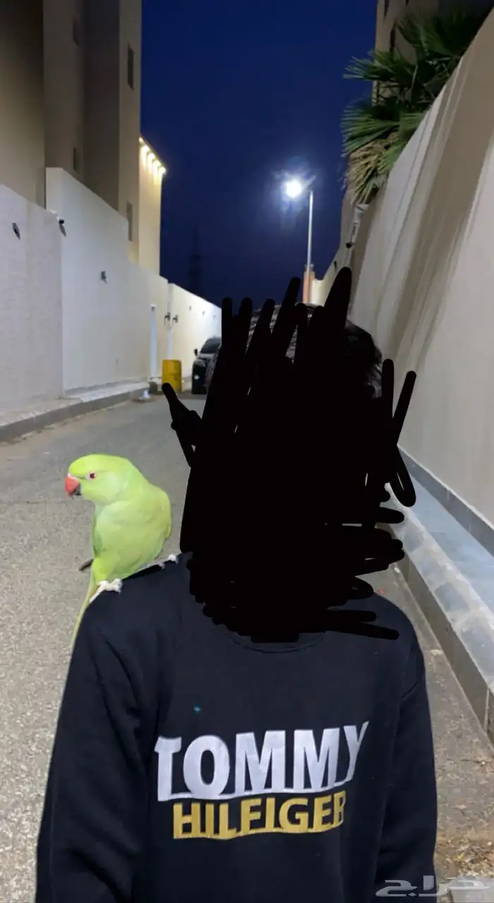 ببغاء دره هندي 1