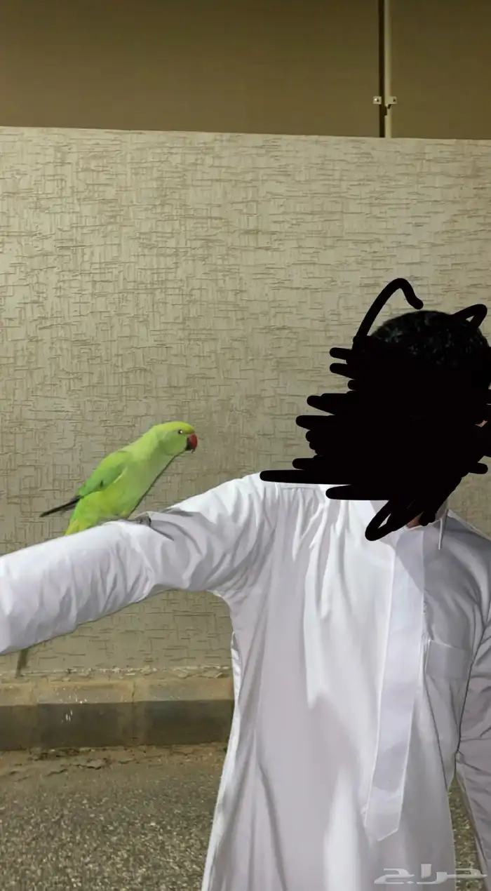 ببغاء دره هندي 0