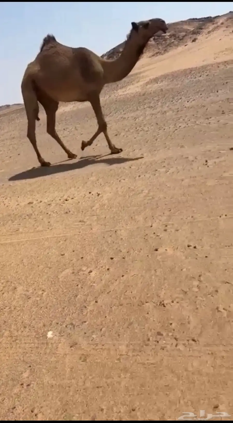 بكره كفو صفرا 1
