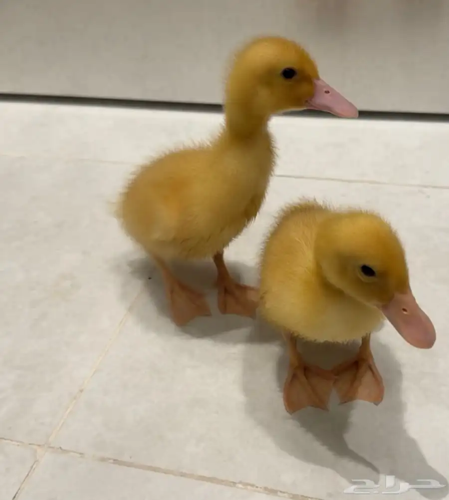 بط بكيني عمر اسبوعين 3