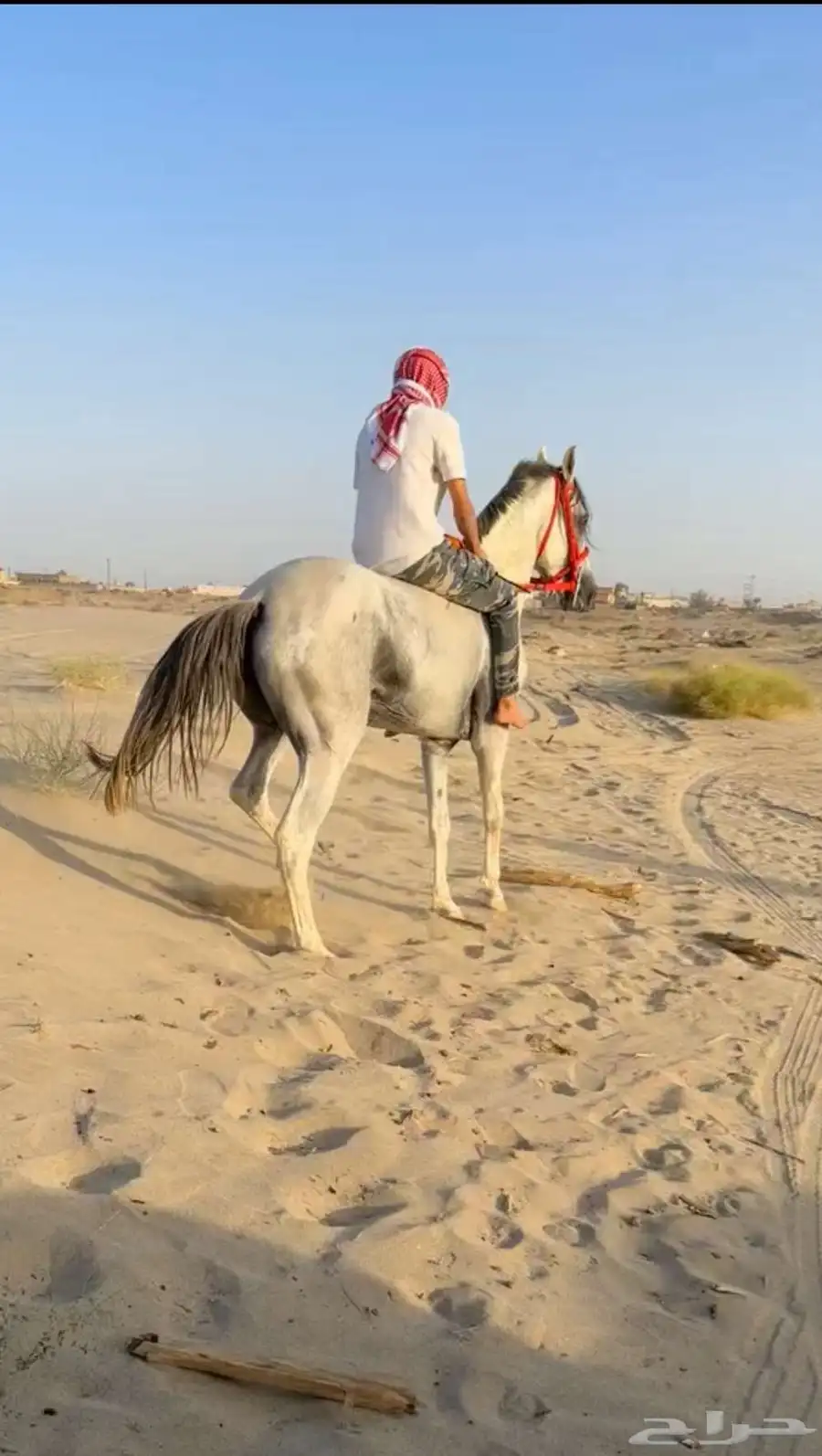 للبيع حصان 1