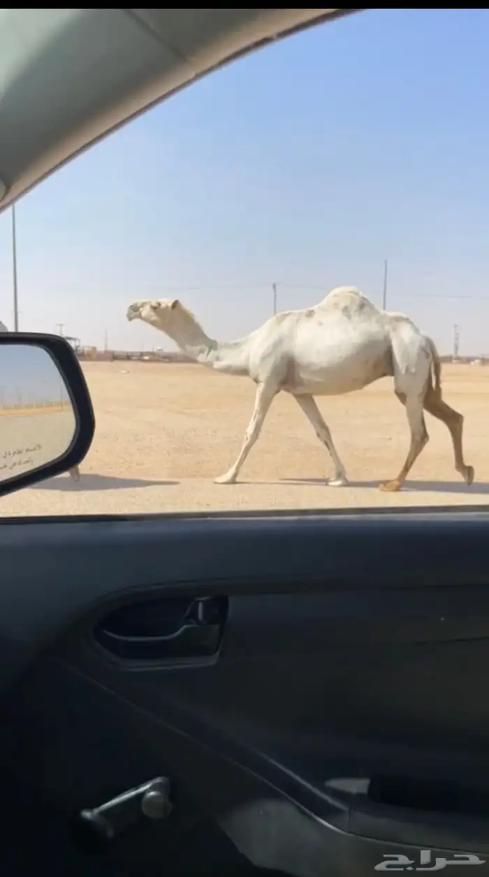 لقحه رمانيه كفو تم البيع 0