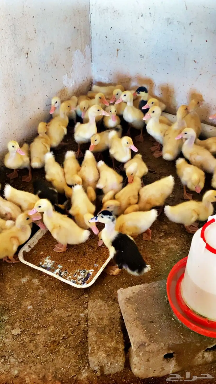 للبيع صوص بط وصوص دجاج 0