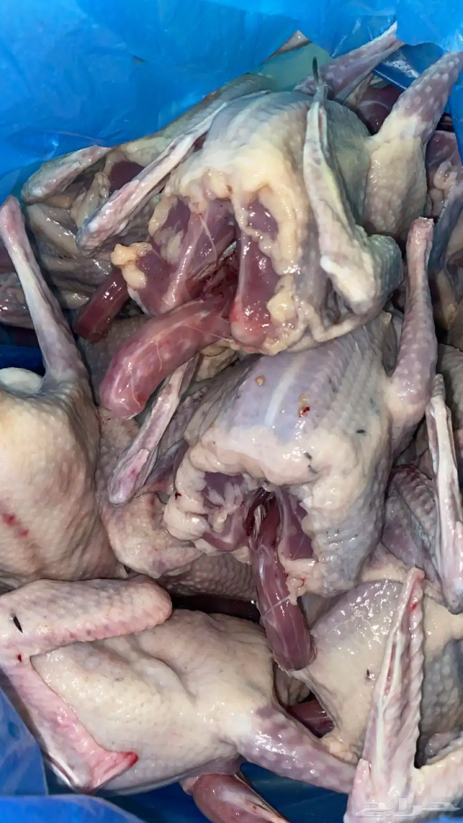 فراخة حمام ذبح اليوم طازج 0