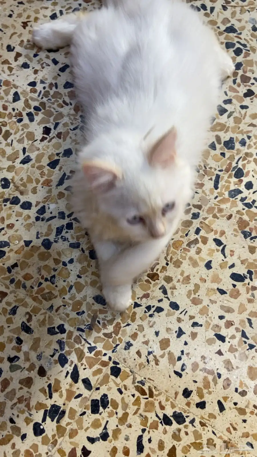 قطط للبيع 0