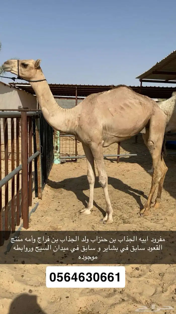 قعود مفرود سبوق 0