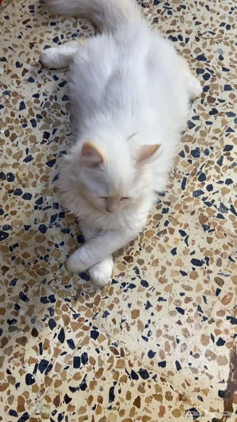 قطط للبيع 1