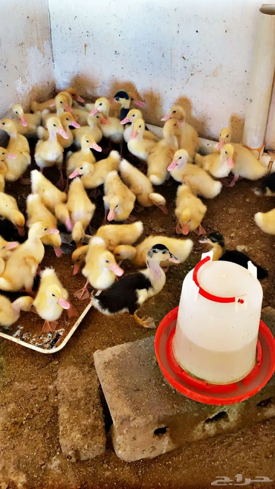 للبيع صوص بط وصوص دجاج 1