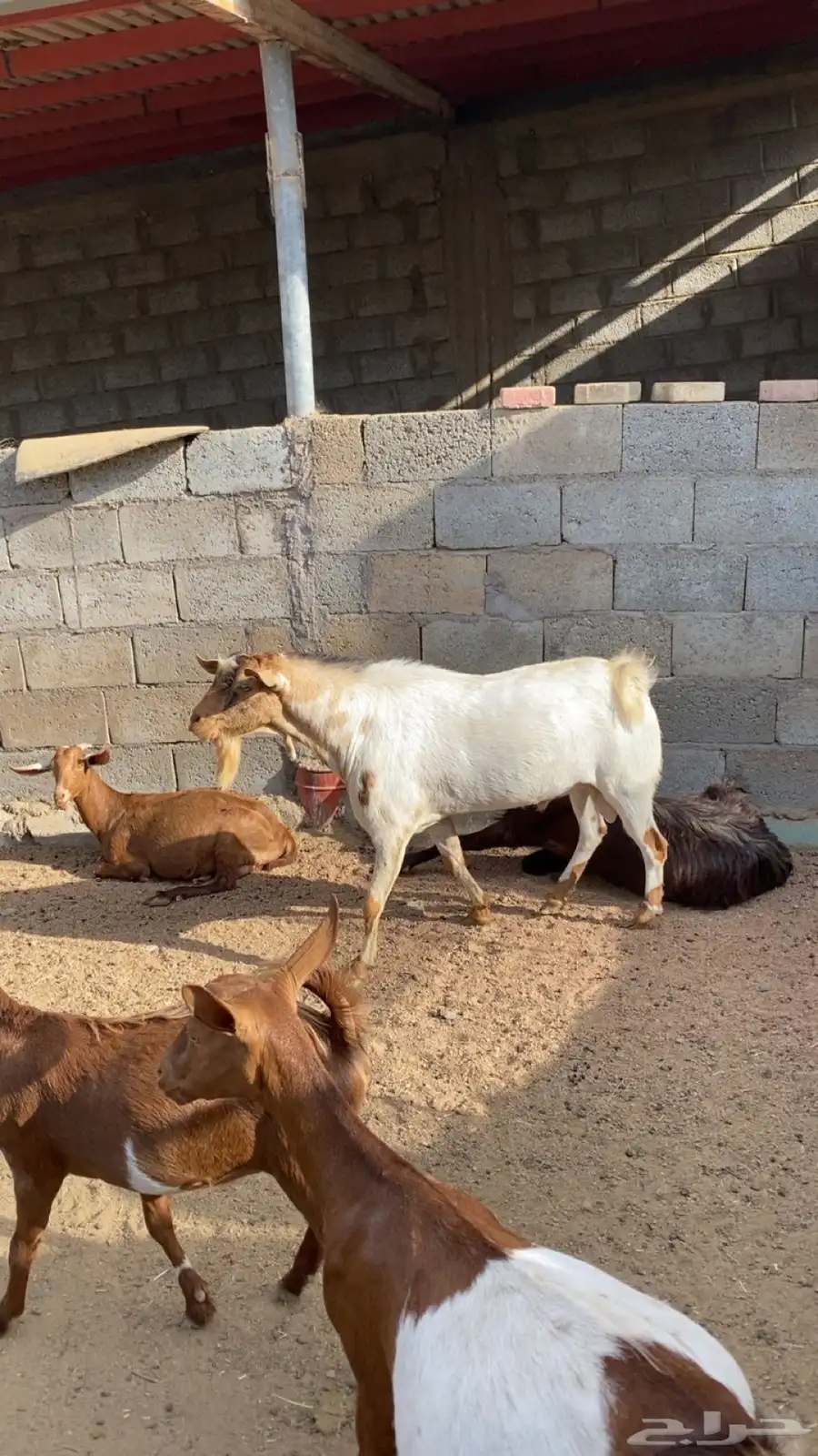 تيس فحل السن رباع على السوم 1