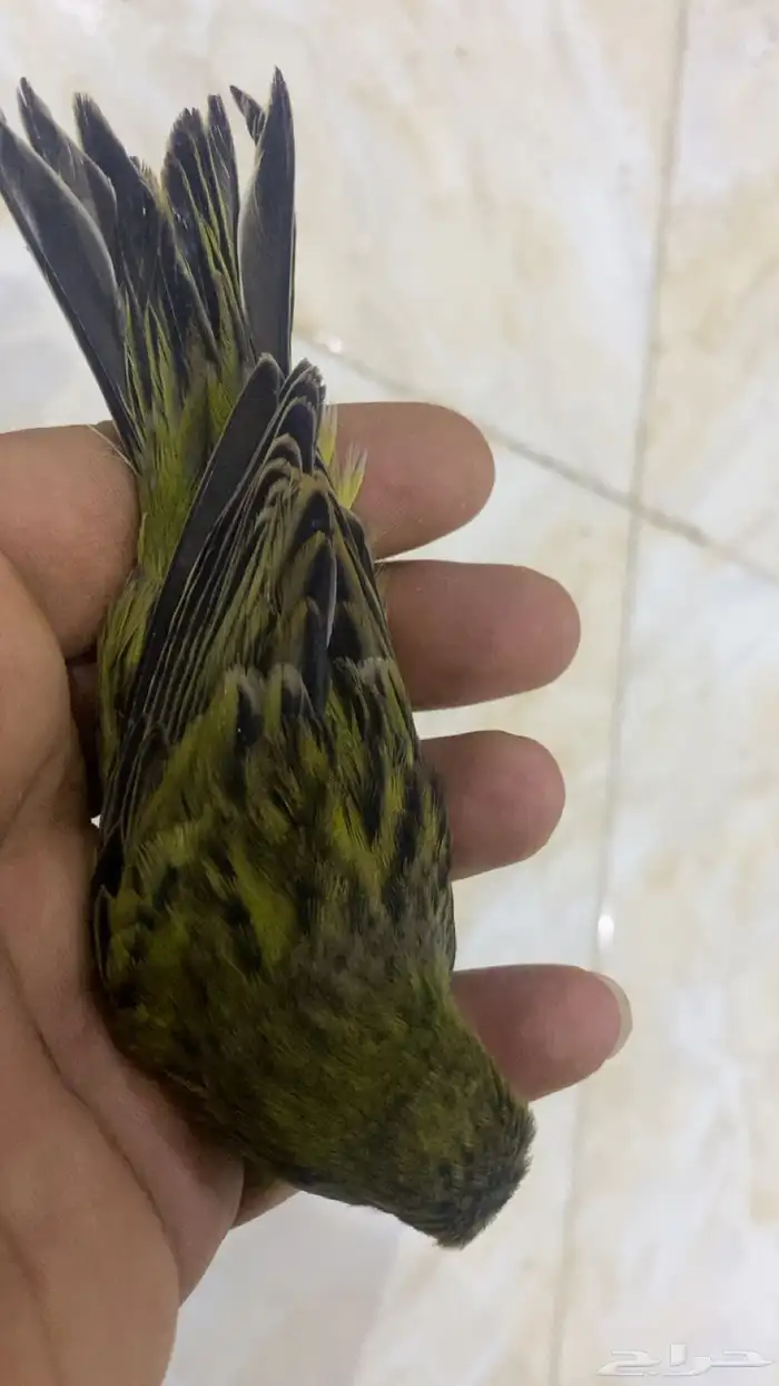 للبيع دكر اسود زيتوني فاتح تغريد 0