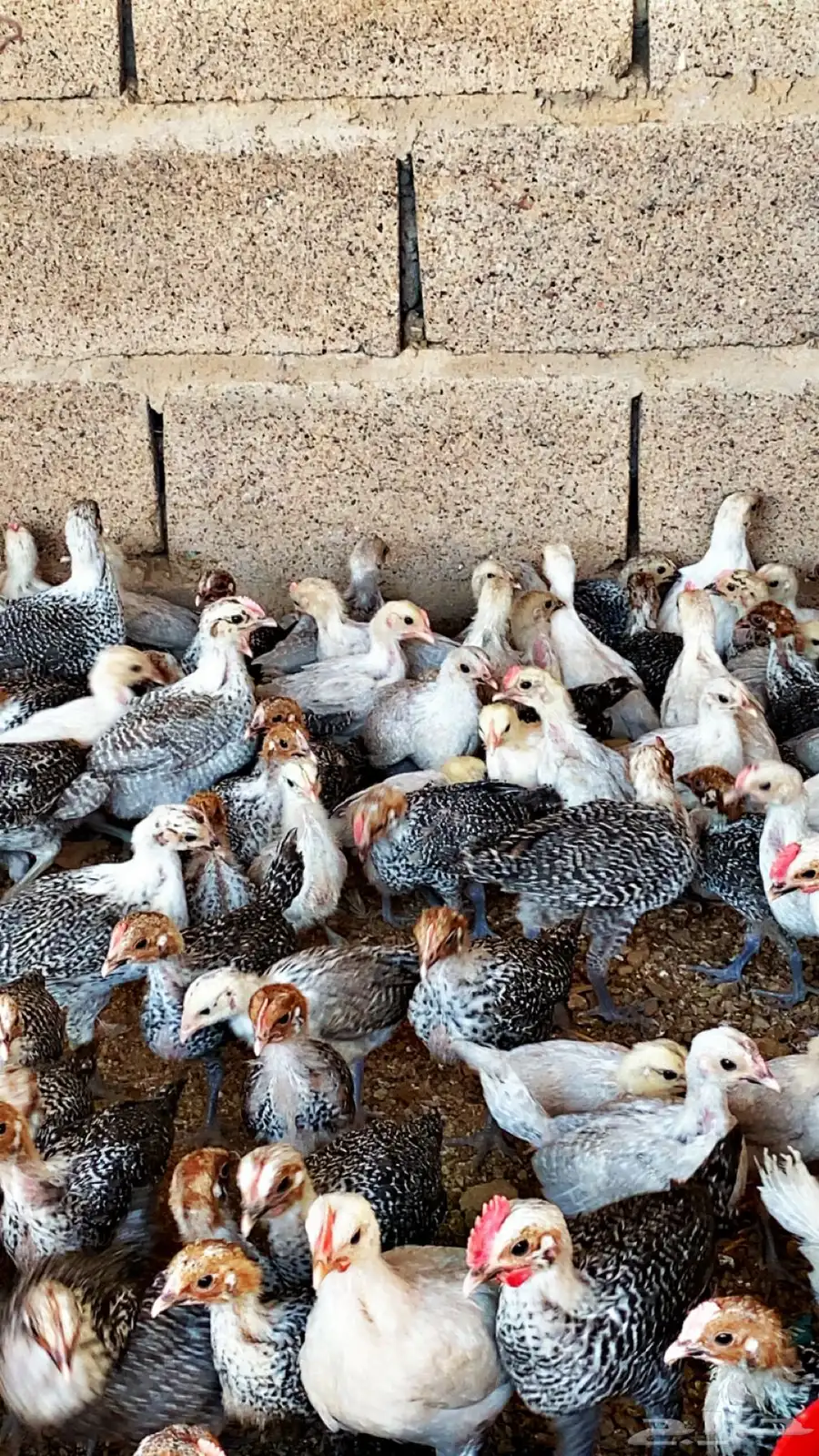 للبيع صوص بط وصوص دجاج 4