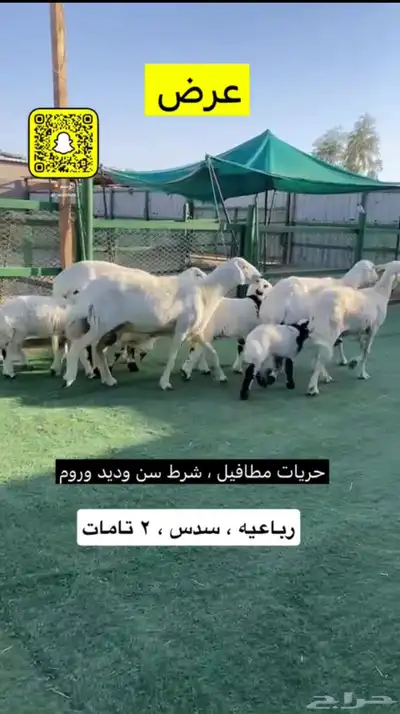 حريات مطافيل 0