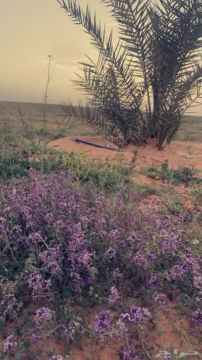 مزرعة للايجار 10