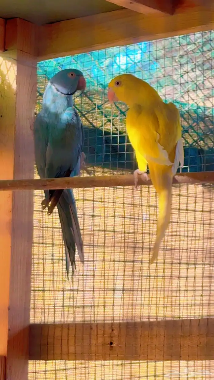 زوج دره هولندي للبيع 1