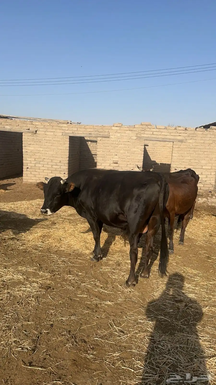بقر للبيع 16