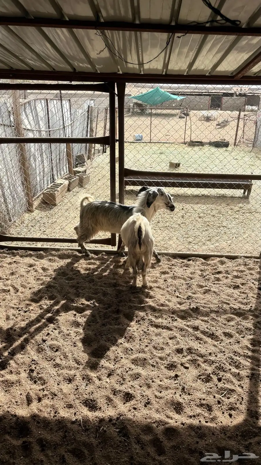 تيوسكفو 1