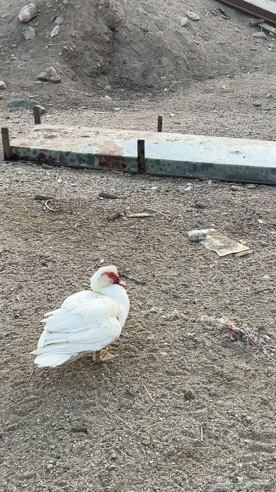 بط بلدي منتج 4
