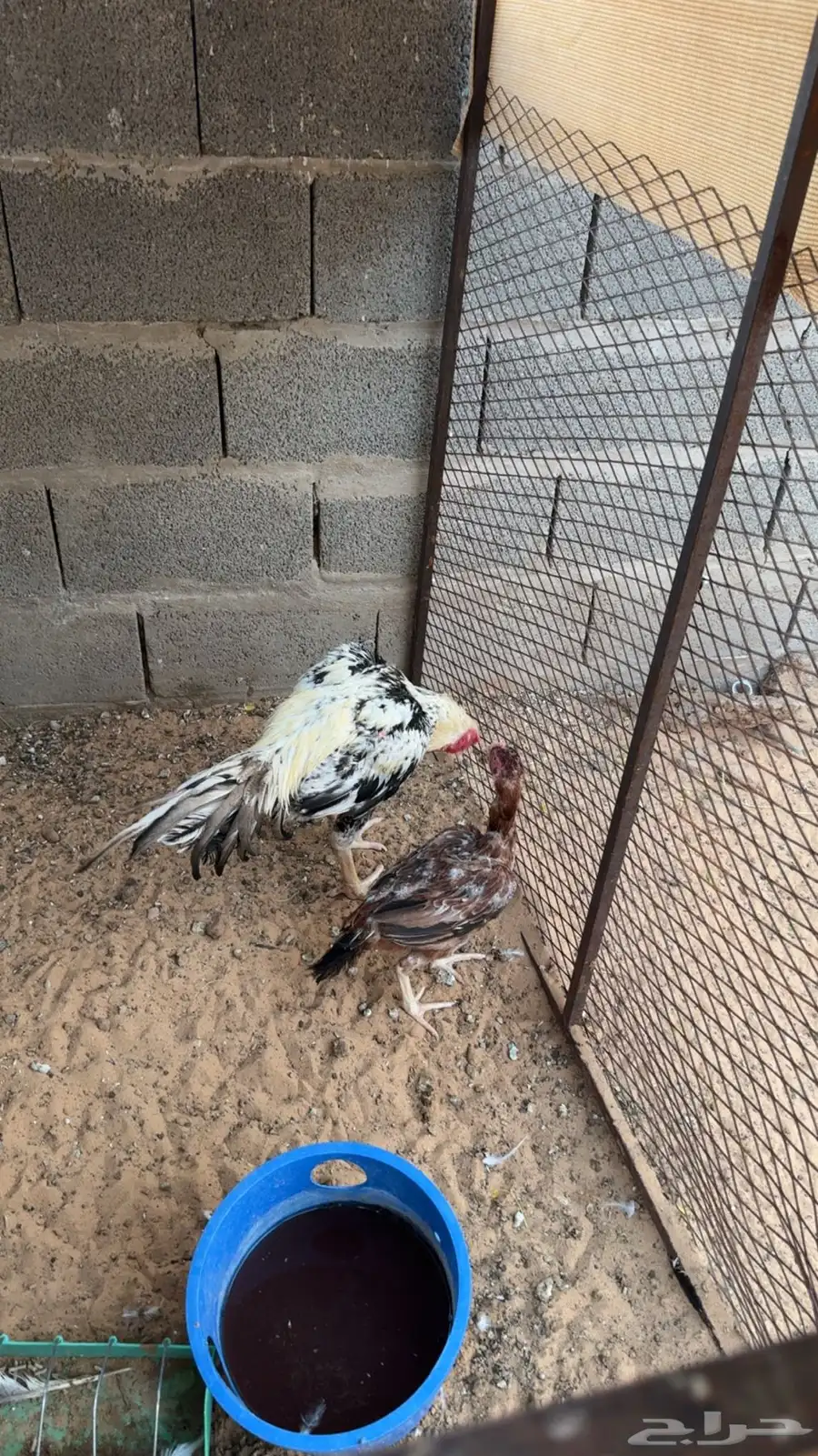 دجاجه وديك فارسي 1